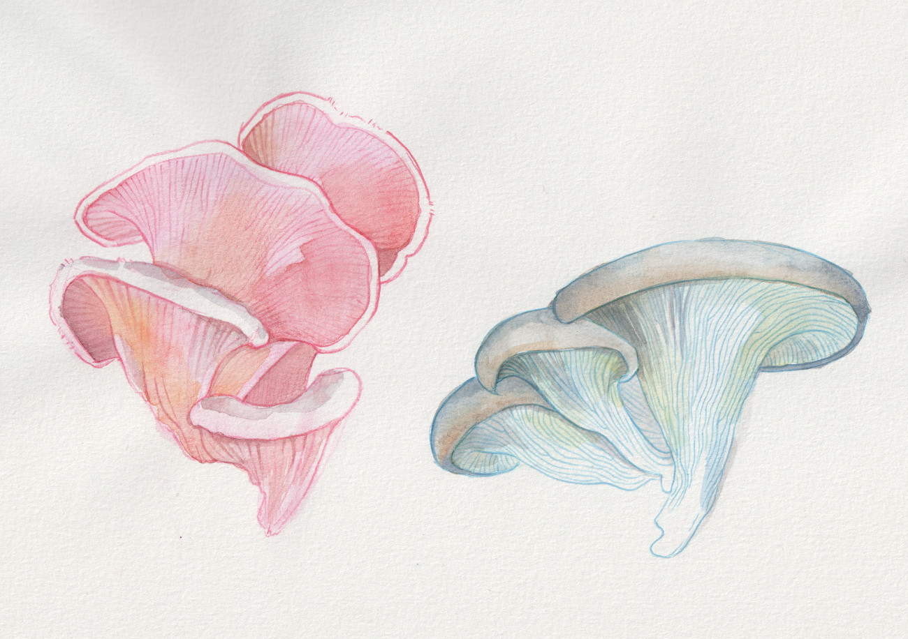 Pleorotus djamor y Pleorotus ostreatus